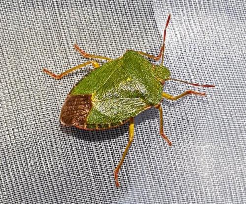 Palomena prasina